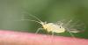 Drepanosiphum acerinum